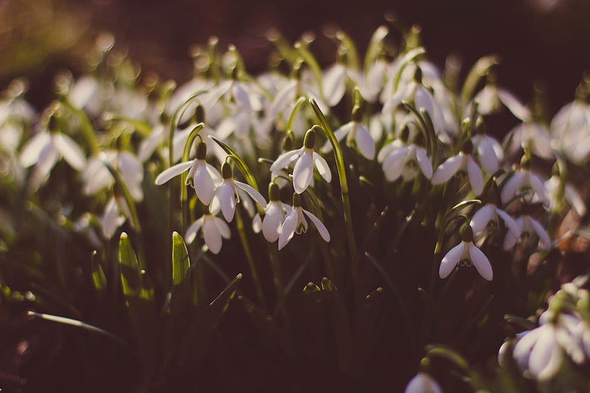 꽃, Snowdrops, Polyana, 숲 사이의 빈 터, 봄 HD 월페이퍼