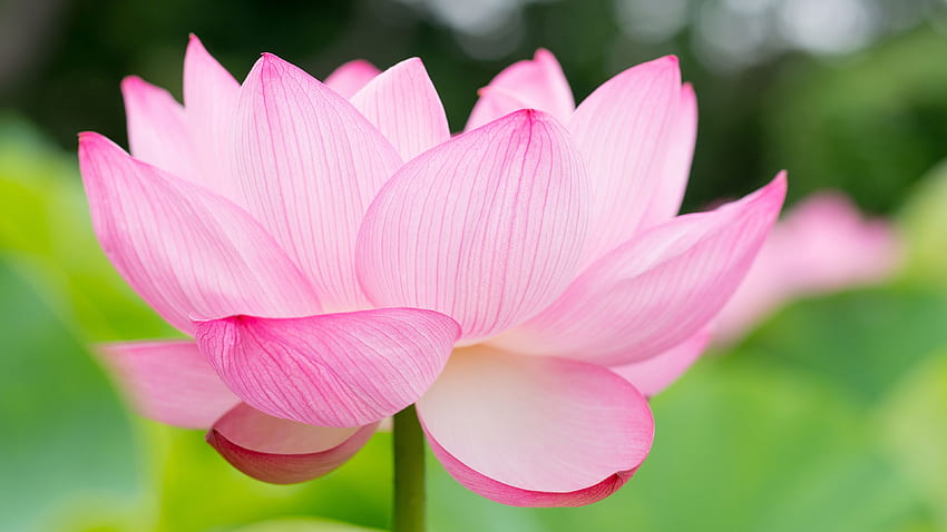 Lotus Flower Ultra and Background . HD wallpaper