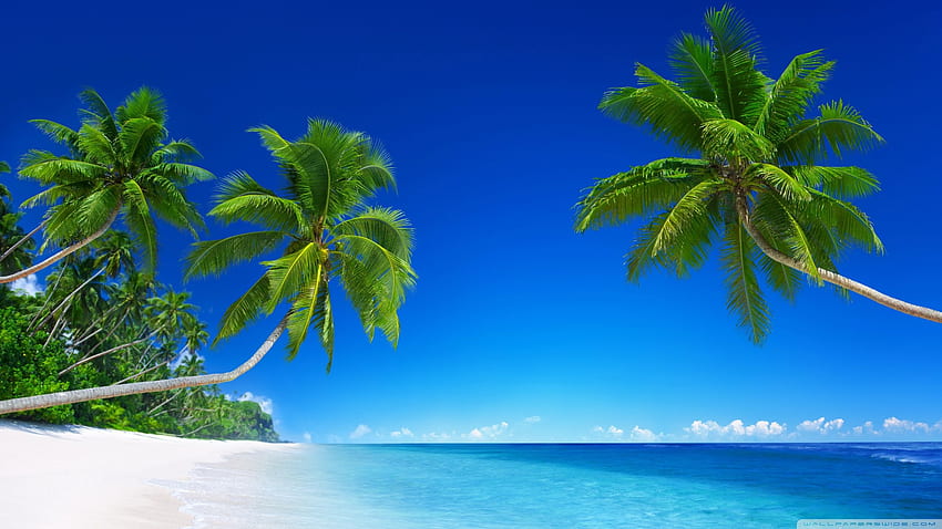 Tropical Beach Paradise Ultra Background for U TV : Tablet : Smartphone, Tropical Coast HD wallpaper