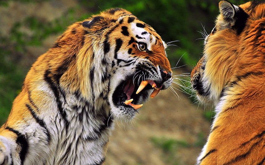 Zwierzęta, agresja, uśmiech, kaganiec, drapieżnik, tygrys Tapeta HD