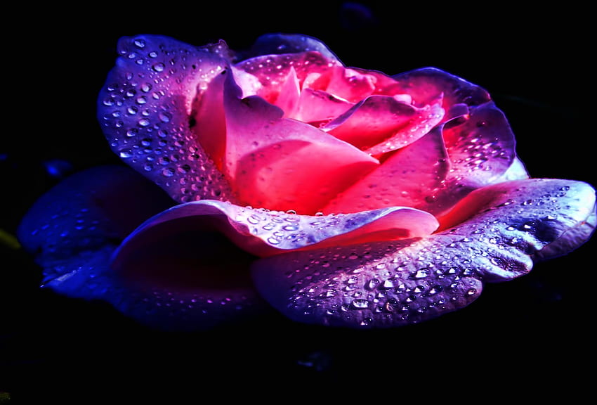 Title Earth Rose Flowers Flower Water Drop - Dark And Bright Side Quotes - -, ดอกไม้สีม่วงเข้ม วอลล์เปเปอร์ HD