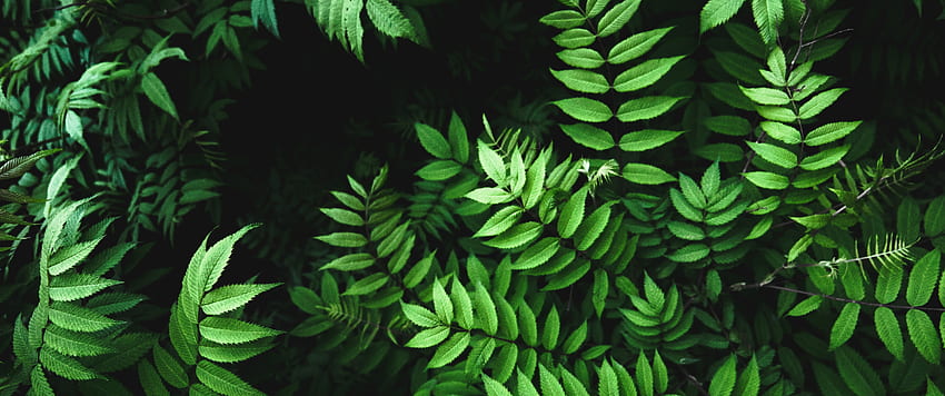 아름다운 녹색 잎과 빛 울트라 WQ - - 벽 공간, 3440x1440 녹색 HD 월페이퍼
