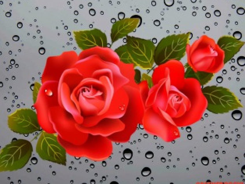 ROSE WITH WATER DROPLETS, DROPLETS, ROSE, WATER, RED HD wallpaper