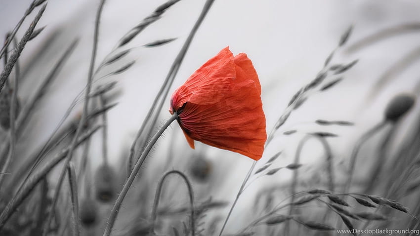 Orange Poppy Background HD wallpaper | Pxfuel