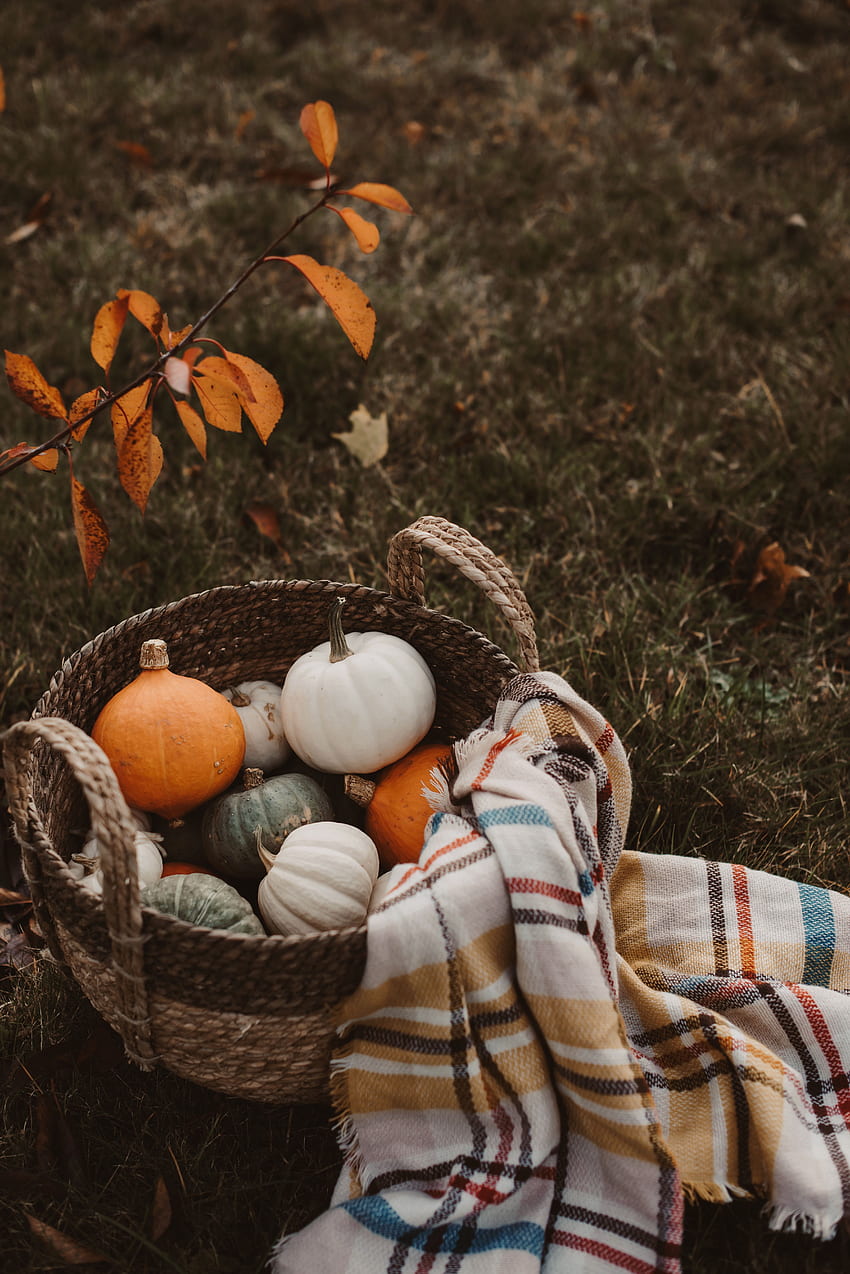 가을, 바구니, 수확, 음식, 호박 HD 전화 배경 화면