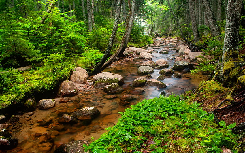 Forest stream, creek, brook, beautiful, stones, summer, trees, greenery, forest, stream HD wallpaper