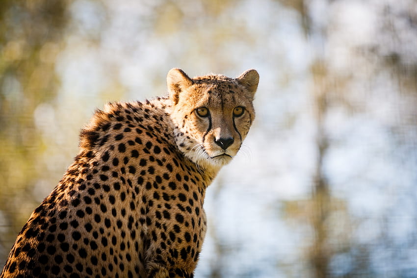 Zwierzęta, gepard, cętkowany, cętkowany, drapieżnik, duży kot Tapeta HD