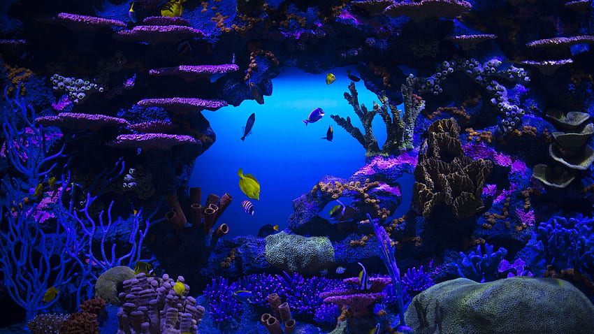 サンゴ礁の石 水中の魚の群れ 高画質の壁紙