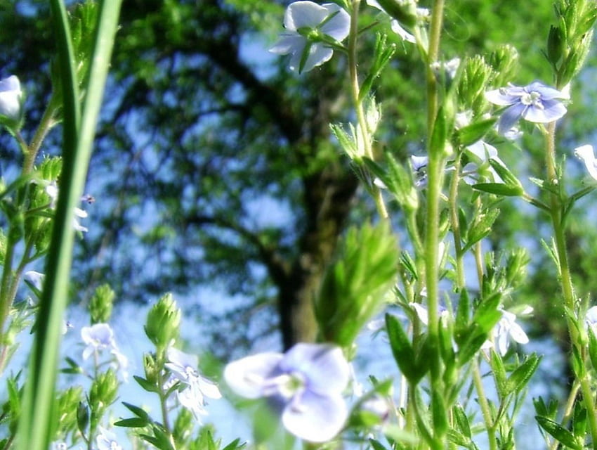 Blue flowers , sunny day. , green, greenroof, sky, flowers, Blue, tree HD wallpaper