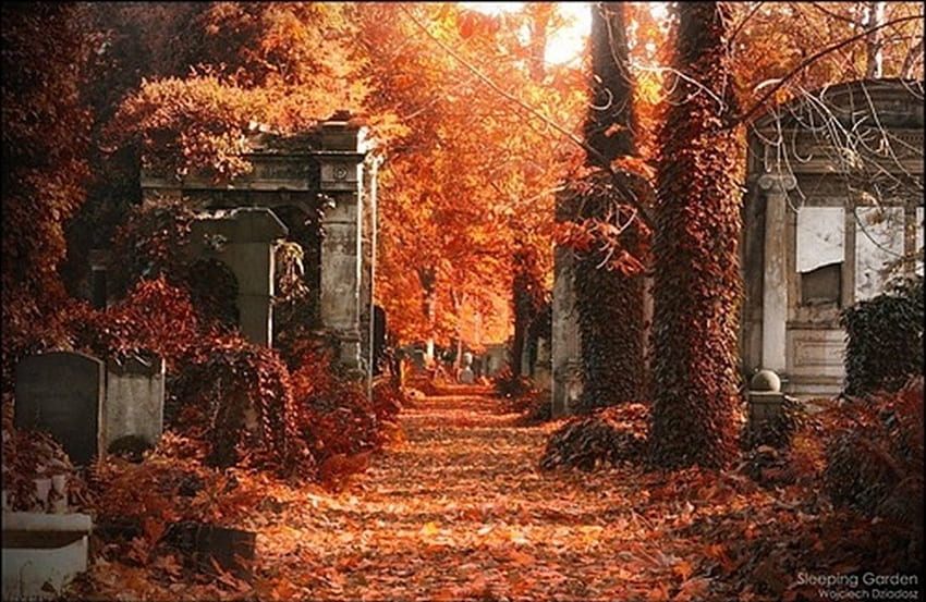 公園の黄金の秋、黄金、落ち葉、木々、秋、公園 高画質の壁紙