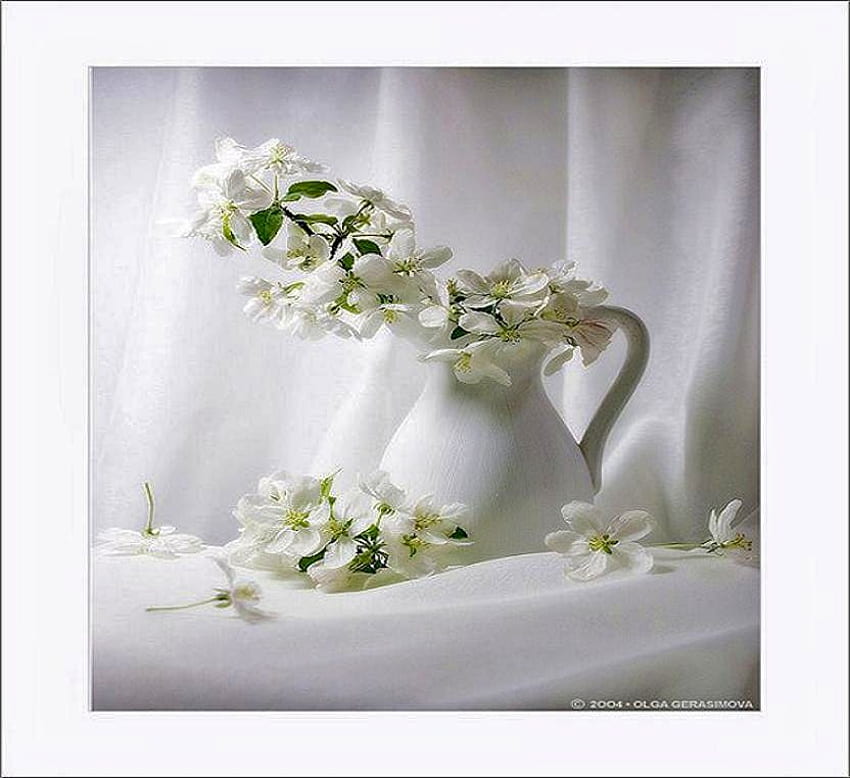 Pretty in white, white, drapery, pitcher, white blossoms, green stems HD wallpaper
