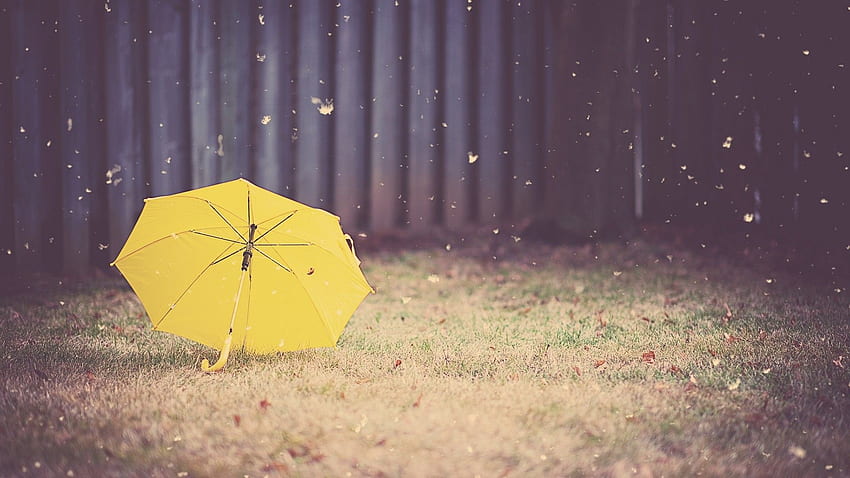 Amazing Yellow Umbrella Background HD wallpaper | Pxfuel
