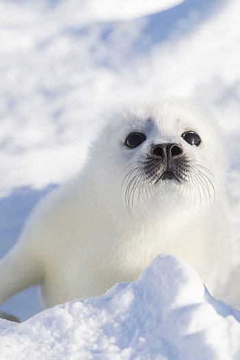 Other Animals Seals Cute White Seal Pup Nature With, CIA Seal HD ...