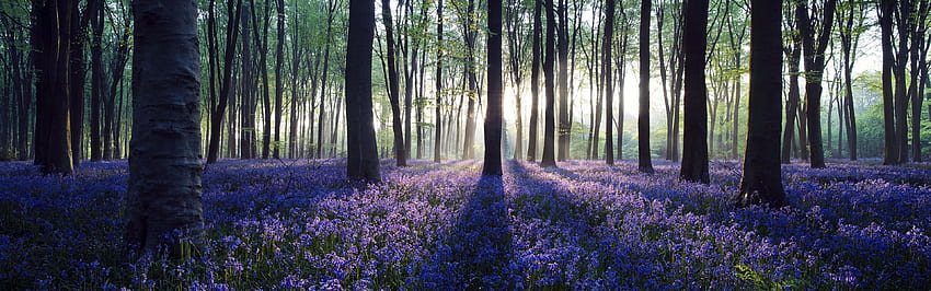 Lavender in Forest iPhone Panoramic, Purple Forest HD wallpaper