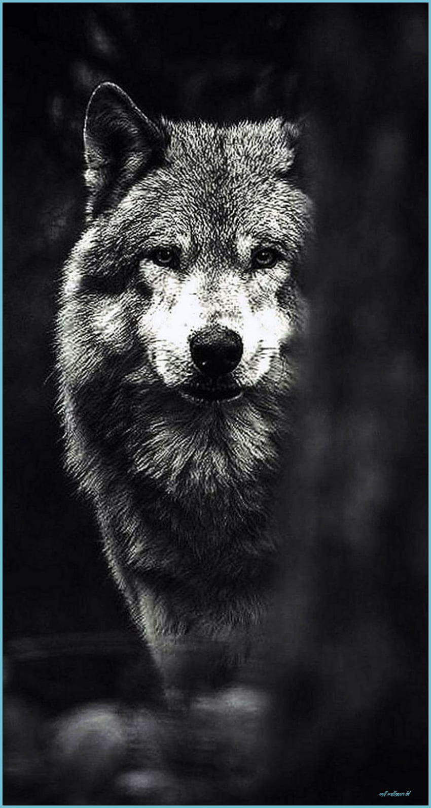 Black Wolf IPhone Wolf, Ultra Wolf HD phone wallpaper | Pxfuel