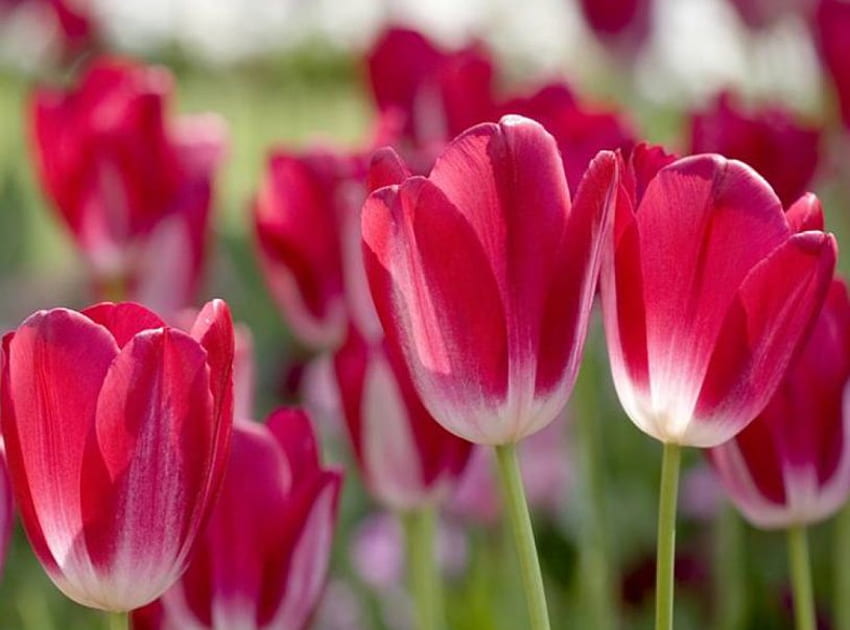 Red Tulips, garden HD wallpaper