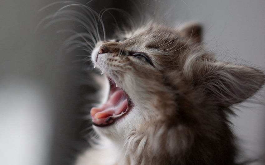 動物, ふわふわ, キティ, 子猫, 銃口, あくび, あくびをするには, ウール 高画質の壁紙