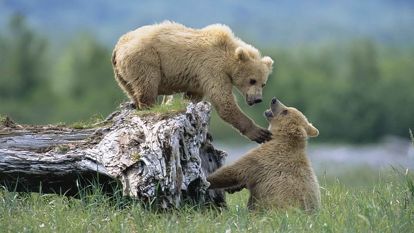 Alaska grizzly bears National Park siblings . . 255234, Alaska Wildlife HD wallpaper