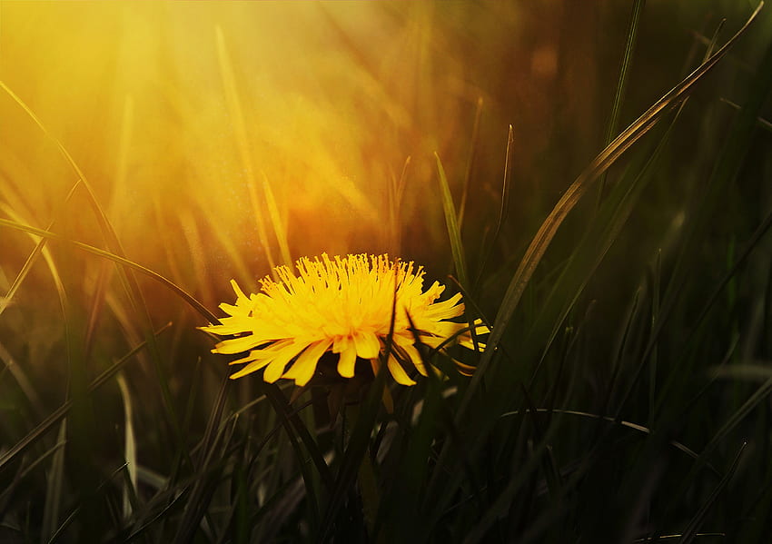 / ระยะใกล้ของดอกแดนดิไลออนสีเหลืองบานเป็นชุดในแสงอันอบอุ่น ดอกแดนดิไลอันโดดเดี่ยวในยามพระอาทิตย์ตกดิน วอลล์เปเปอร์ HD