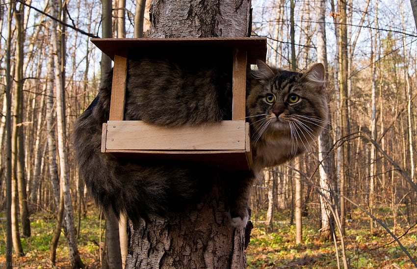 동물, 나무, 앉다, 숲, 고양이, 푹신한, 나무, Birdhouse, 농담 HD 월페이퍼