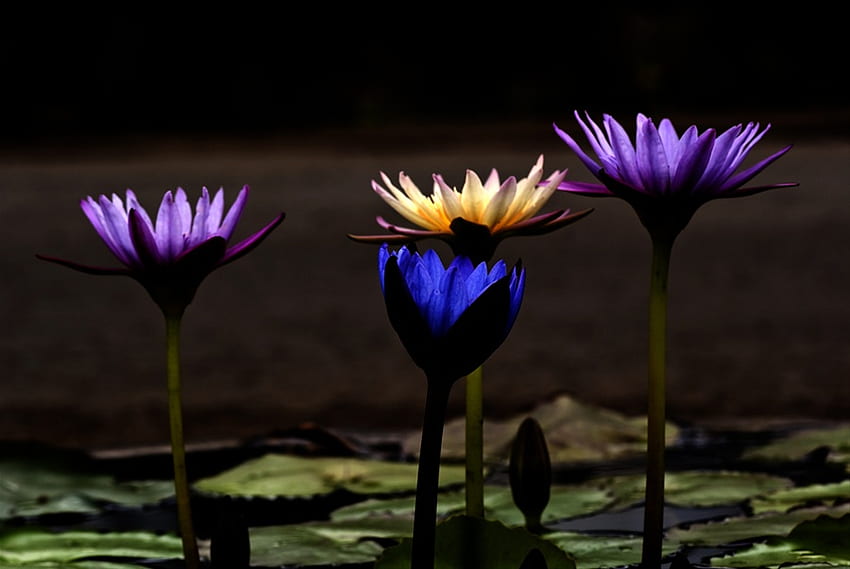 Lilies of the Night, blue, purple, pretty, water lilies, yellow, illuminated, pads, flowers HD wallpaper