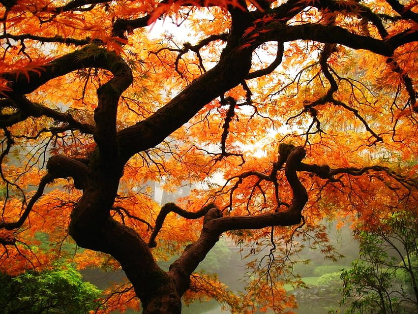 El viejo árbol vestido, hojas, rojo, ramas, otoño, naranja, árbol. fondo de pantalla