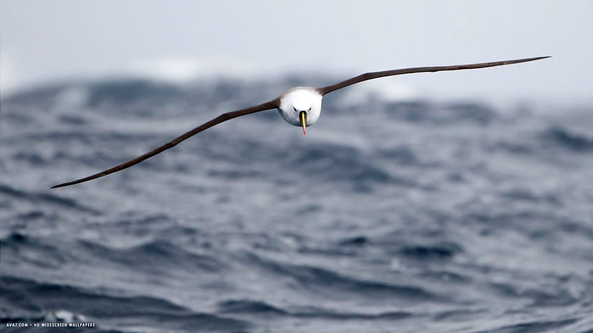 albatros, ptak morski, ptak, ptaki / i mobilne tło Tapeta HD