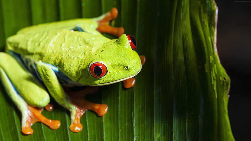 Frog, Green, , Animals Animal/ Frog Green Animals , Fro. Animals, Red Eyed Tree Frog, Animal, Costa Rica HD wallpaper