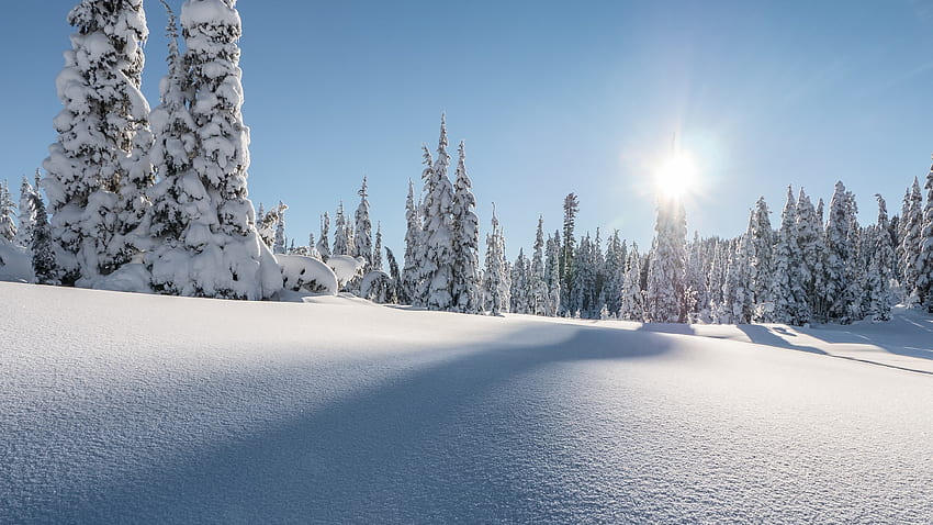 Strathcona provincial park, winter, pine trees, landscape, canada HD wallpaper