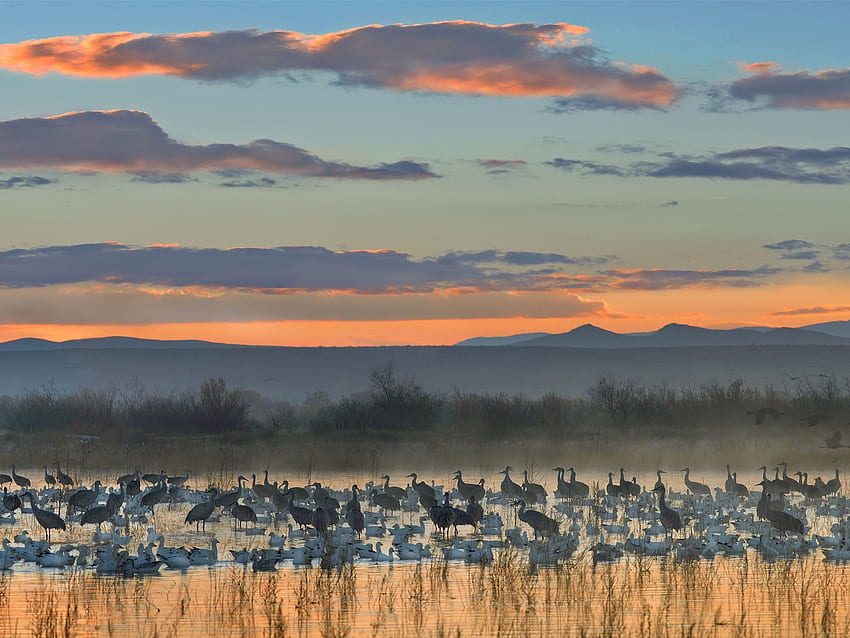 landscapes snow apache wildlife national cranes new mexico geese High Quality , High Definition HD wallpaper