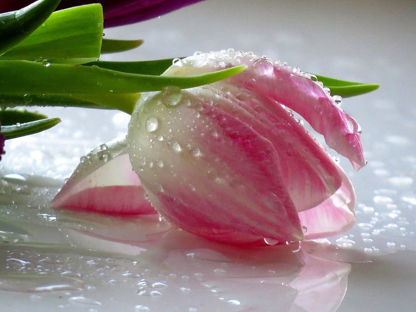 Mokre krople, tulipan, różowy, mokry, drps Tapeta HD