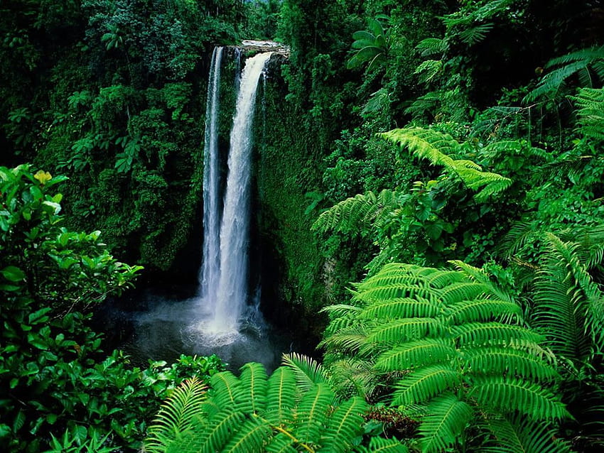 Selva Amazónica, Siente la Lluvia de las Hojas. Cascada fondo de pantalla