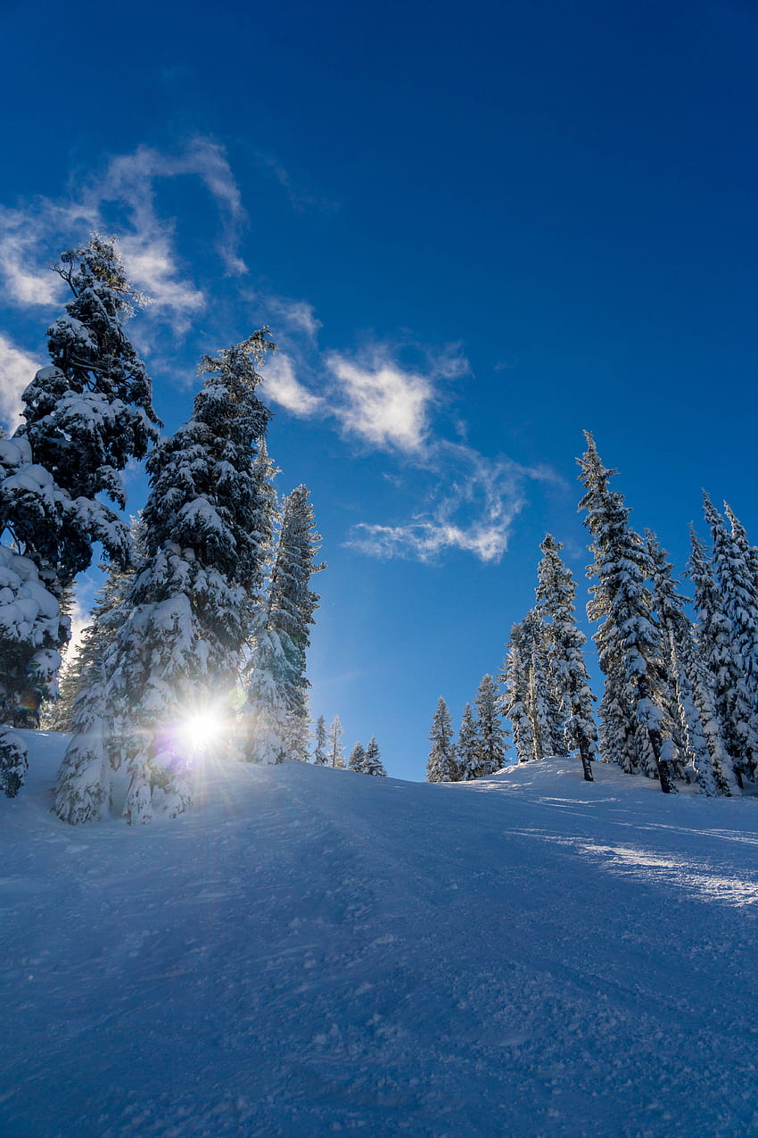 ฤดูหนาว ธรรมชาติ ต้นไม้ หิมะ ป่า แสงแดด ระดับความสูง วอลล์เปเปอร์โทรศัพท์ HD