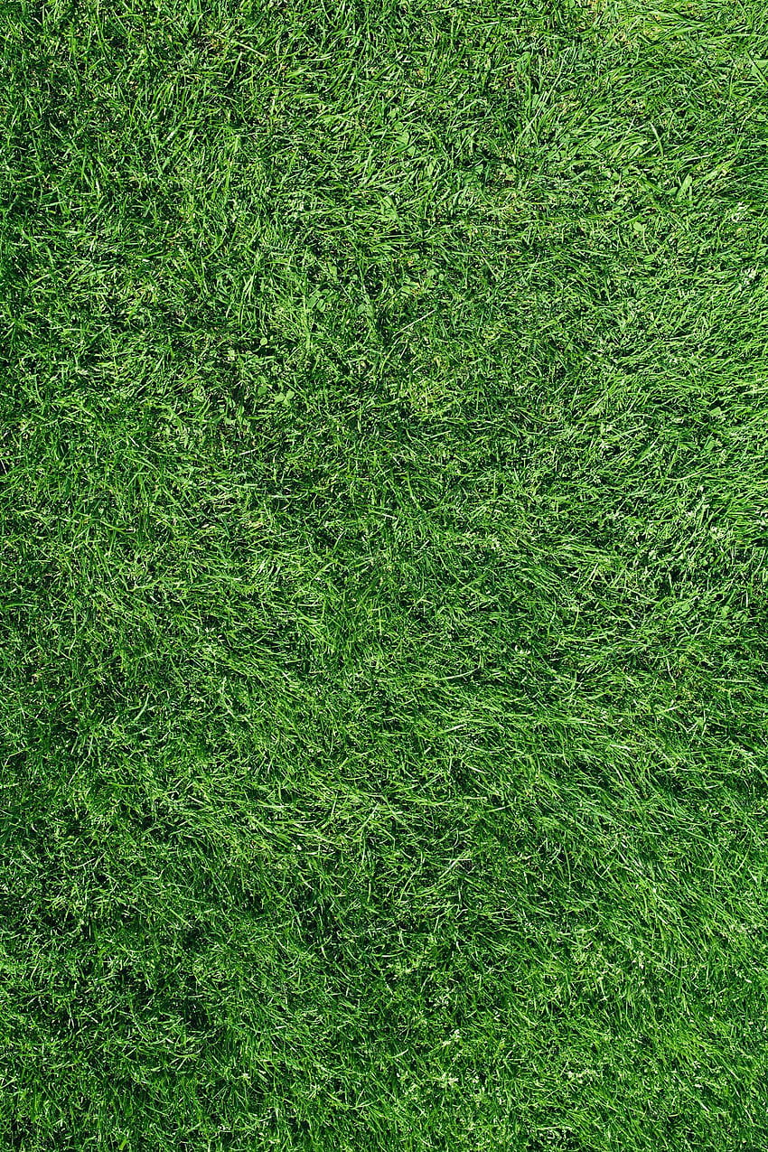 Изглед отгоре на тревно поле. Трева, безшевна текстура на трева, текстури на трева, мъртва трева HD тапет за телефон