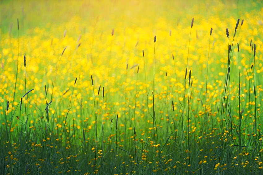 ธรรมชาติ ดอกไม้ หญ้า ทุ่ง วอลล์เปเปอร์ HD