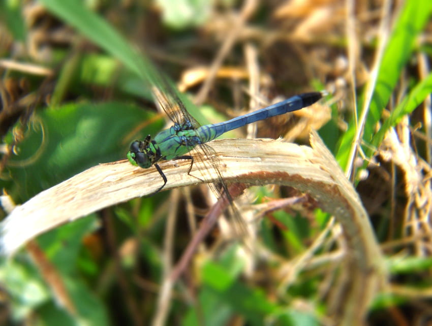 Blue Dragonfly, outdoor, summer, pretty, animals, dragonfly, cute, grass HD wallpaper