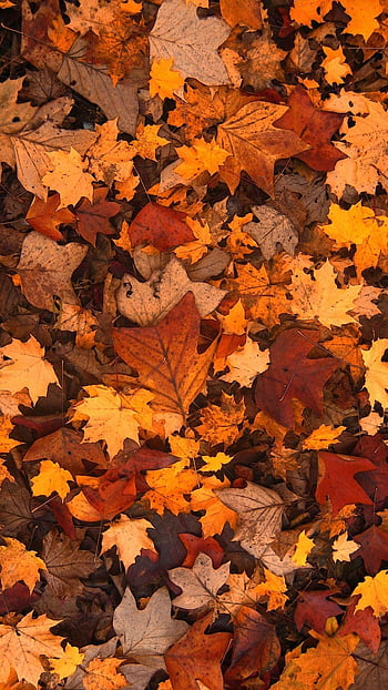 Fall foliage background HD wallpapers | Pxfuel
