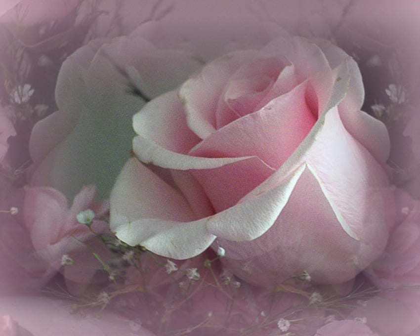 PINK ROSE, rosa, rosa, suave, sola, florecer fondo de pantalla