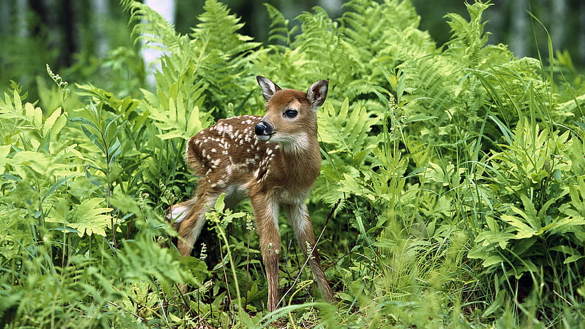 temperate woodland and shrubland animals