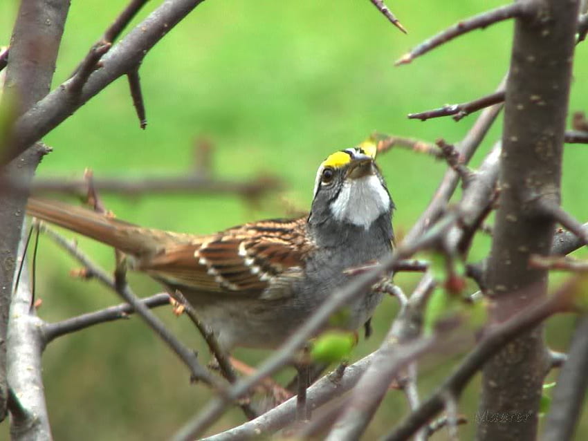 White Throated Sparrow, white, bird, sparrow, limbs HD wallpaper