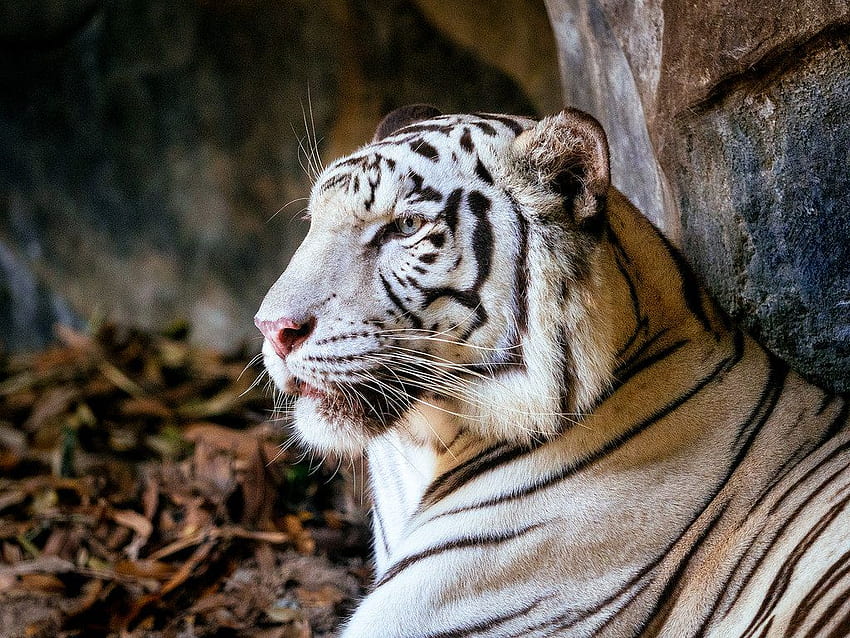 Weißer Tiger. 3. Chinesisches Tierkreiszeichen Tiger Der Weiße Tiger auch HD-Hintergrundbild