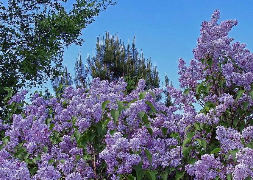 Purple Exuberance, purple, exuberance, sky, flowers, lovely, beauty HD wallpaper