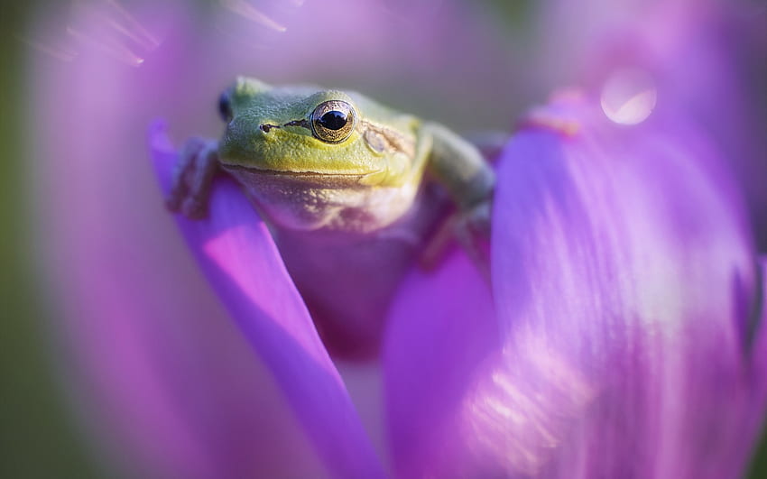 Frog, green, purple, flower, amphibian, nature, macro HD wallpaper