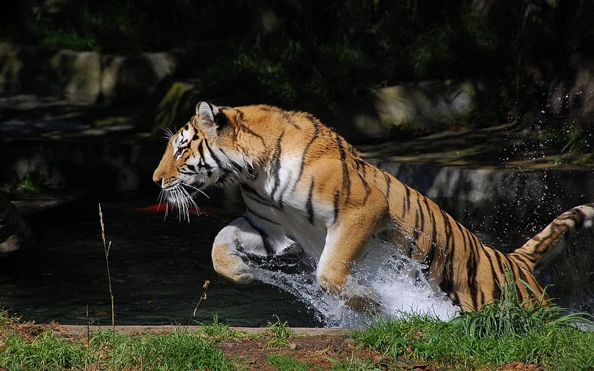 Zwierzęta, woda, plusk, tygrys, odbicie, skok Tapeta HD