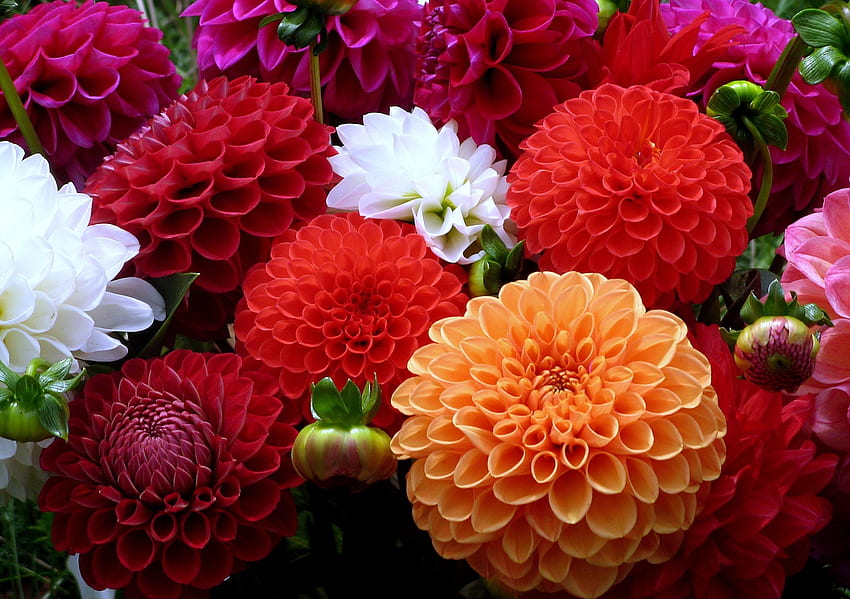 Flowers, Close-Up, Bouquet, Dahlias HD wallpaper