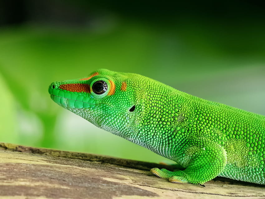 Tiere, Farbe, Eidechse, Reptil HD-Hintergrundbild