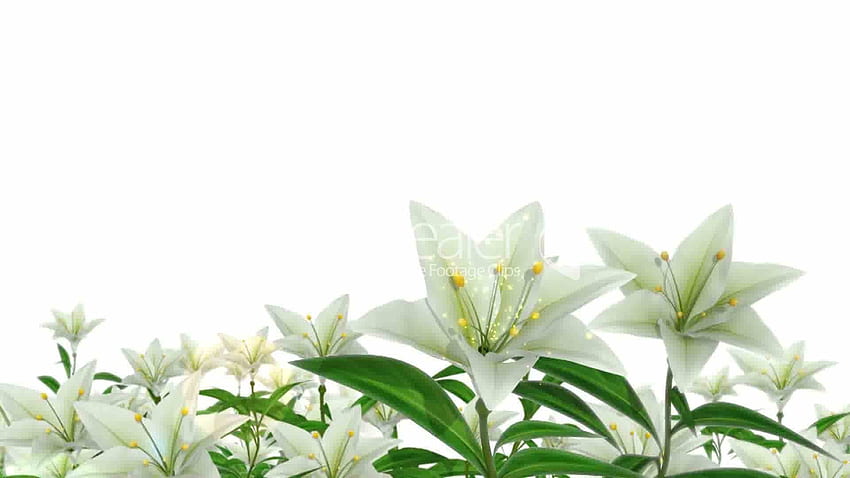 easter lily ... HD wallpaper