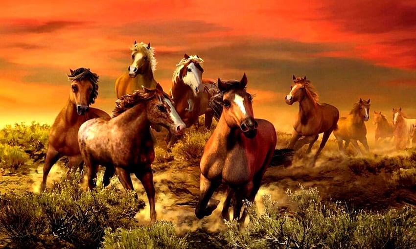 Horses . Collection, Horse Collage HD wallpaper | Pxfuel