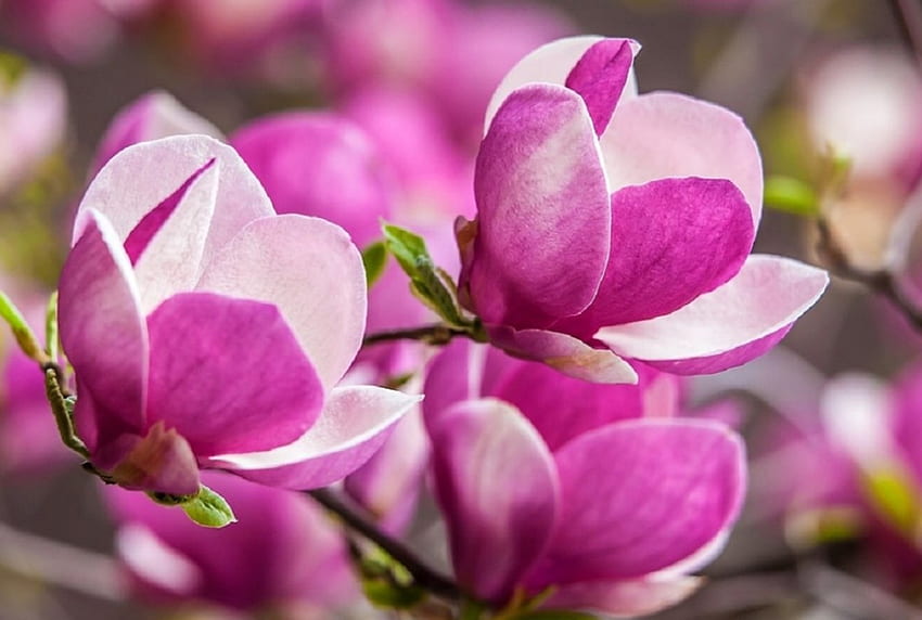 Fiori di magnolia, natura, fiori, Magnolia, primavera Sfondo HD