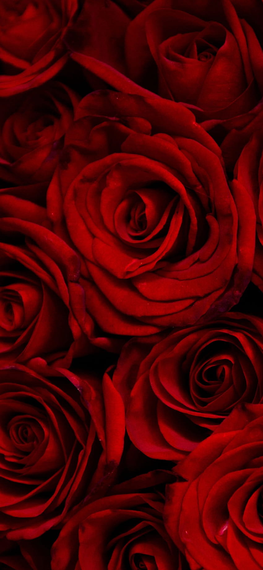 iPhone de rosas rojas fondo de pantalla del teléfono